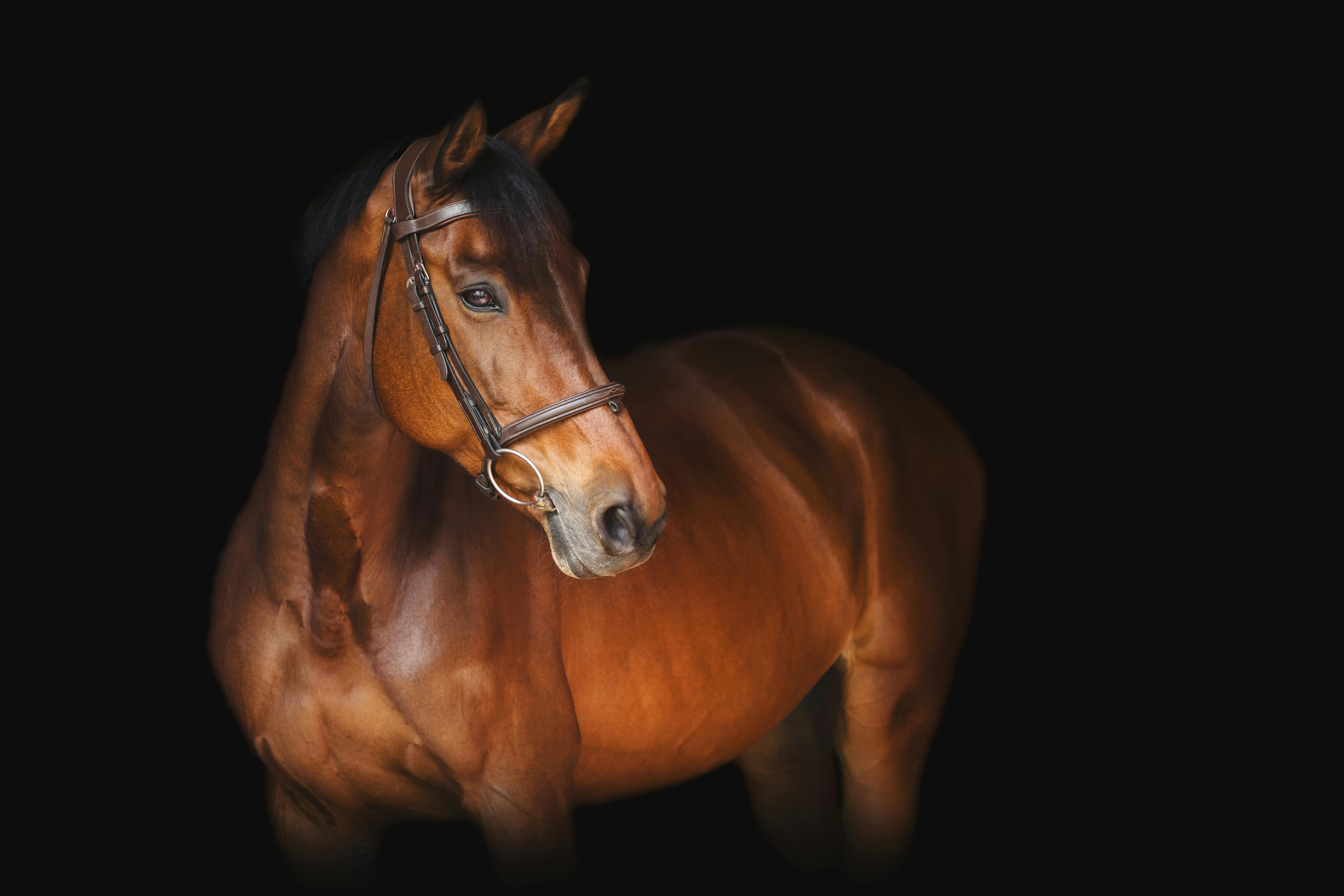 Braunes Pferd vor schwarzem Hintergrund